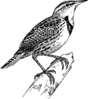 alouette gentille alouette